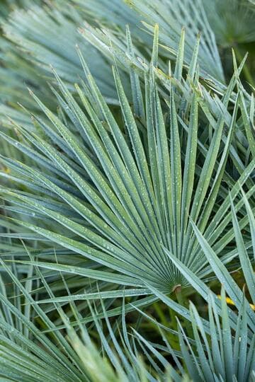 Chamaerops humilis