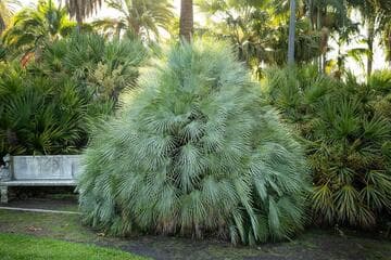 Chamaerops humilis var. argentea