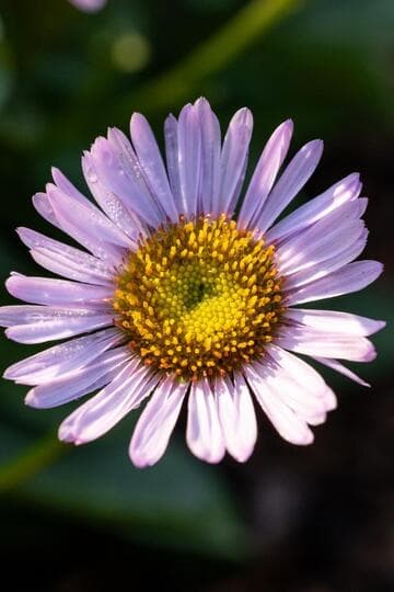Erigeron 'W.R.'