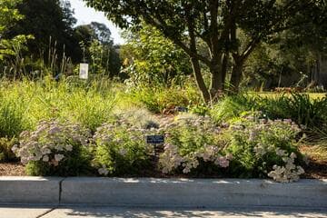 Achillea millefolium 'Island Pink'