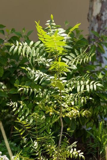 Juglans californica