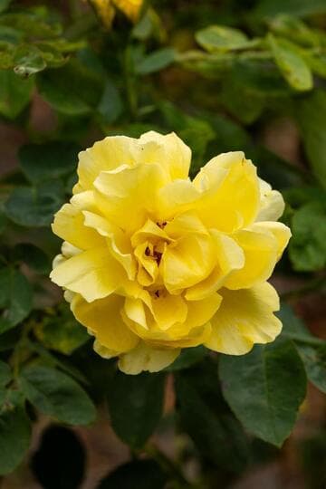 Rosa 'Mellow Yellow'