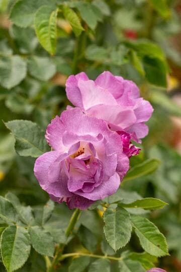 Rosa 'Blue For You'