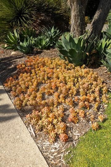 x Graptosedum 'California Sunset'