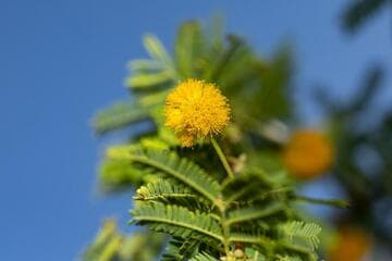 Acacia tortilis