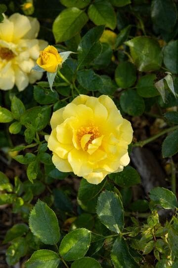 Rosa 'Sun Flare'