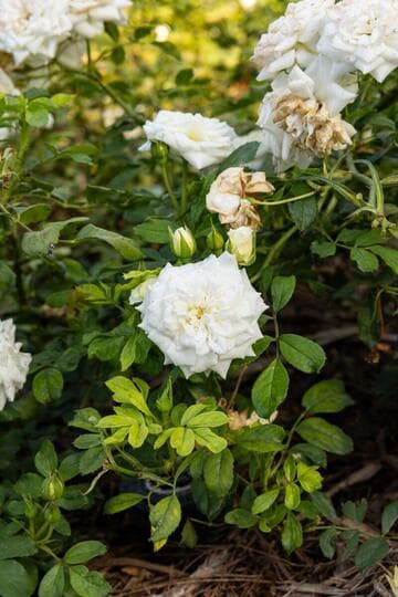 Rosa 'White Drift'