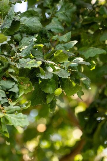 Quercus x rosacea