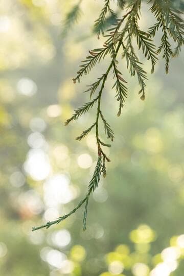 Sequoia sempervirens