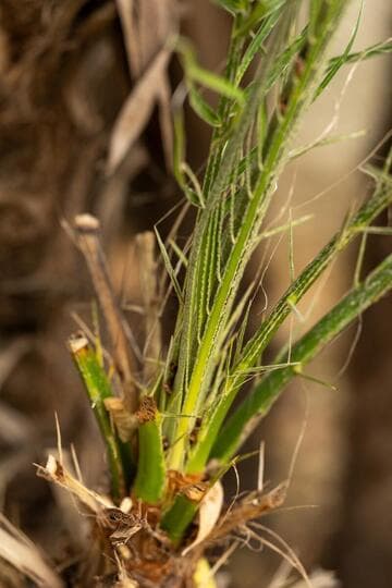 Phoenix roebelenii
