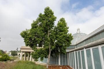 Magnolia x alba