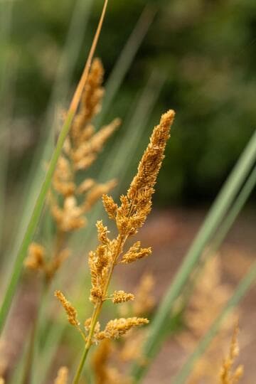 Elymus condensatus 'Canyon Prince'