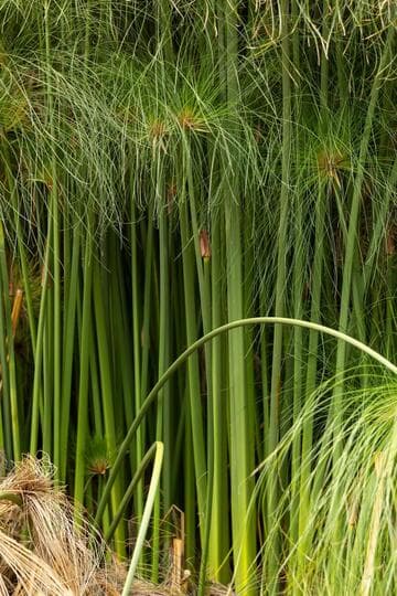 Cyperus papyrus