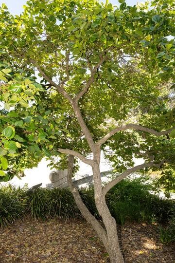 Diospyros