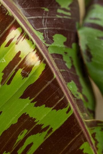 Musa acuminata 'Sumatrana'