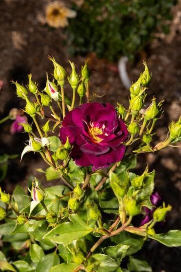 Rosa 'Midnight Blue'