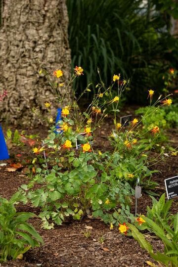 Aquilegia formosa