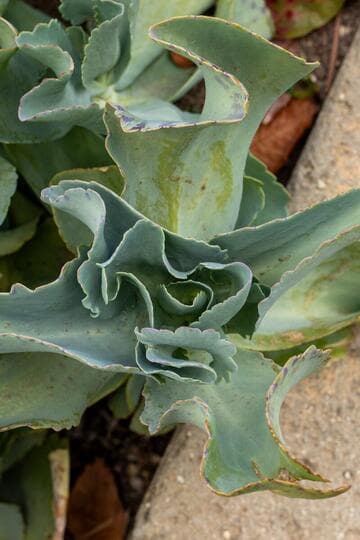 Kalanchoe marmorata