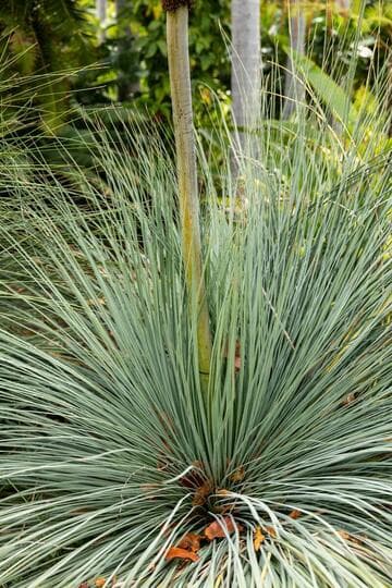 Xanthorrhoea preissii