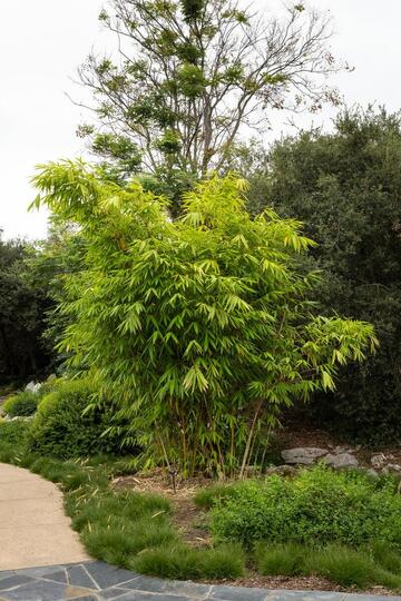 Dendrocalamus brandisii