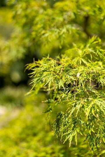 Acer palmatum 'Dissectum Viridis'