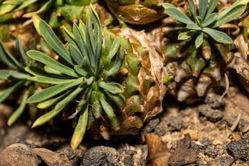 Euphorbia bupleurifolia x E. susannae