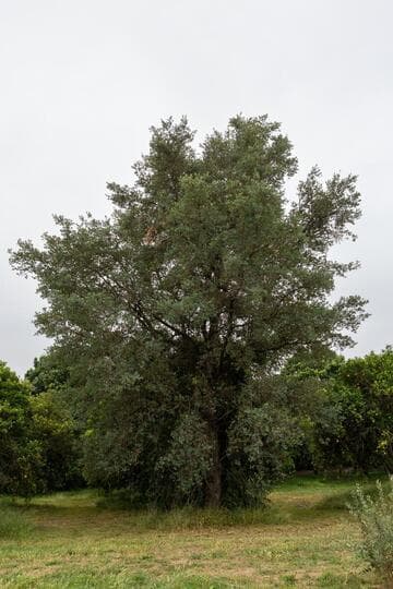 Quercus engelmannii