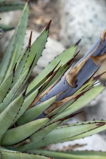 Agave macroacantha
