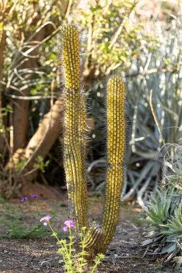 Trichocereus chiloensis var. chilensis