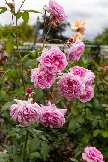Rosa 'Bishop's Castle'