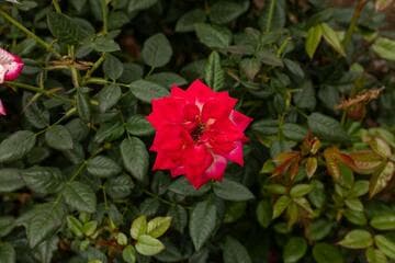 Go to image 7.