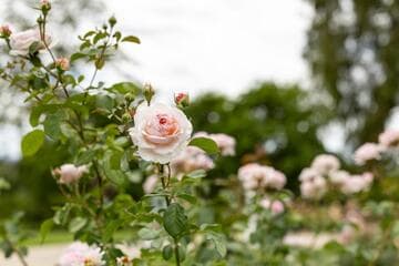 Rosa 'James Galway'