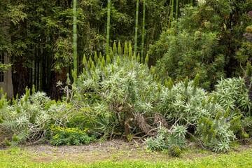 Echium candicans 'Select Blue'