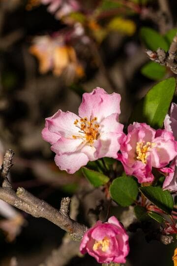 Malus 'Hana Suishi'