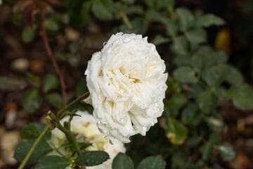 Go to image 4.