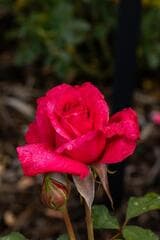 Go to image 4.