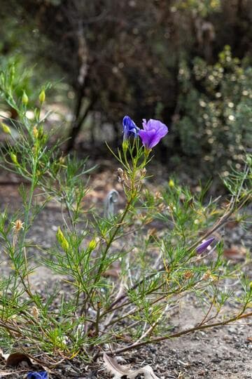 Alyogyne hakeifolia