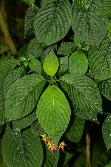 Deppea splendens