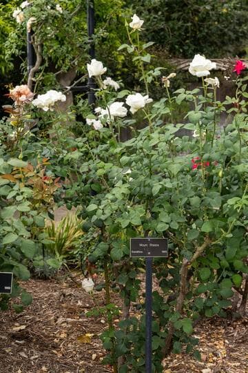 Rosa 'Mount Shasta'