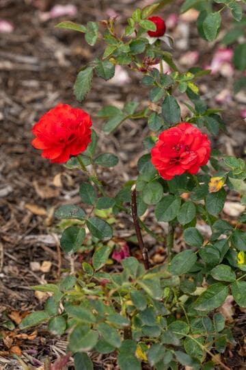 Rosa [Trumpeter] = 'MACtrum'