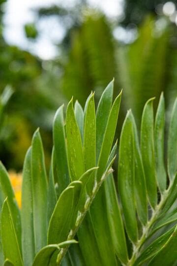 Encephalartos turneri