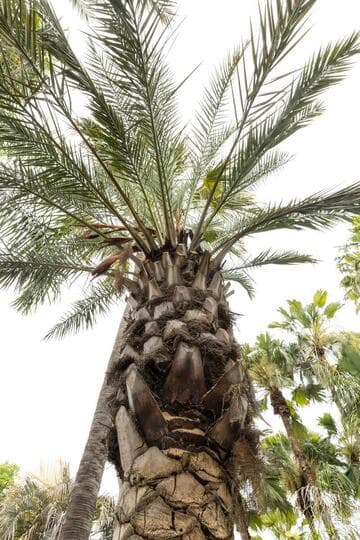 Phoenix dactylifera 'Macho'