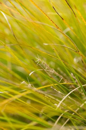 Lomandra longifolia 'Breeze'