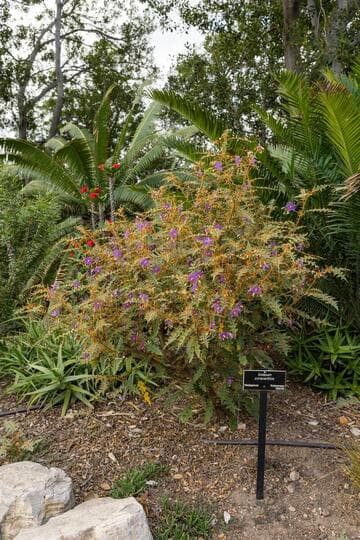 Solanum pyracanthos