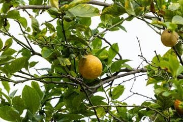 Citrus limon 'Eureka'