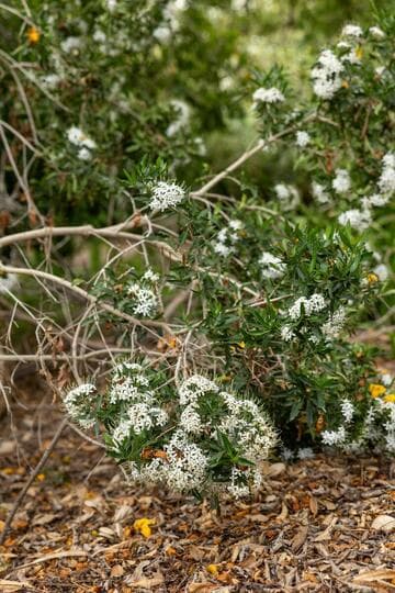 Pavetta lanceolata