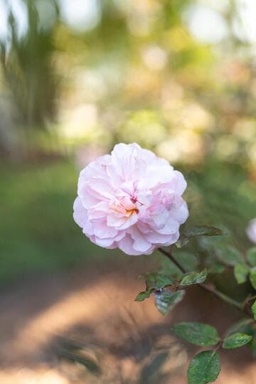 Rosa 'Pink Gr„ss an Aachen'
