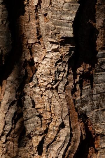 Pinus pinea