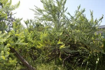 Acacia covenyi
