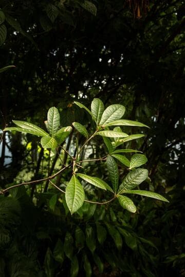 Quercus humboldtii